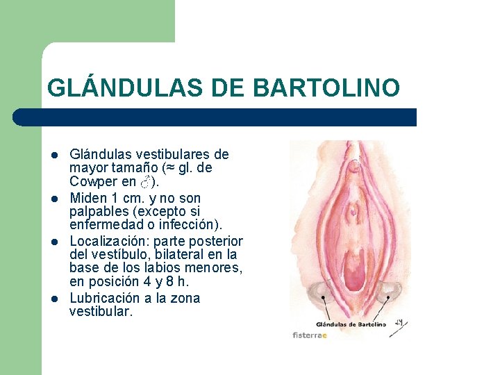 GLÁNDULAS DE BARTOLINO l l Glándulas vestibulares de mayor tamaño (≈ gl. de Cowper