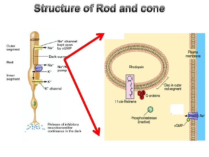 Structure of Rod and cone Structure of Rod and cone