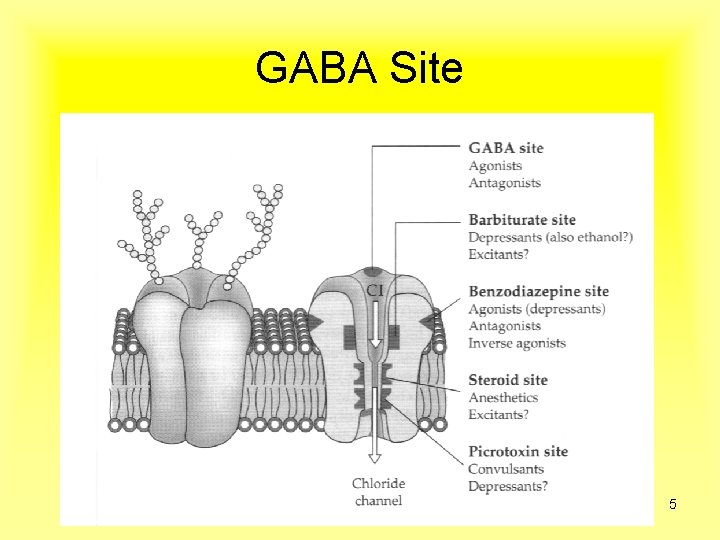 GABA Site 5 