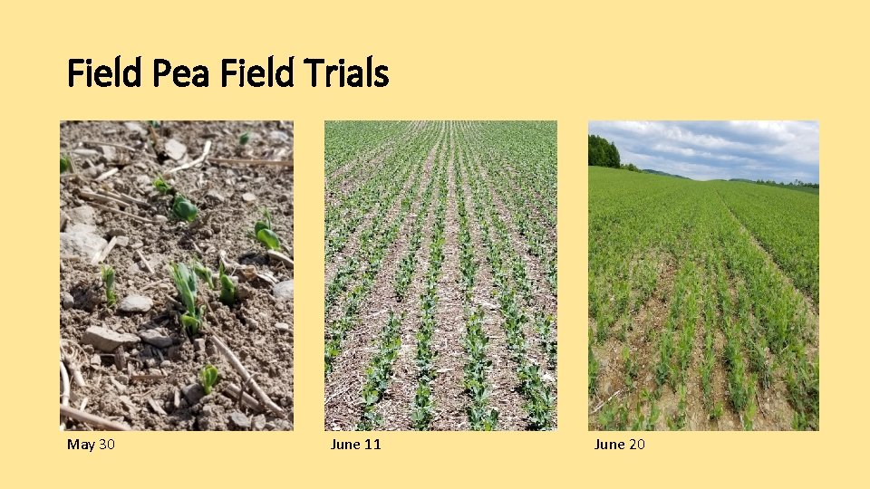 Field Pea Field Trials May 30 June 11 June 20 