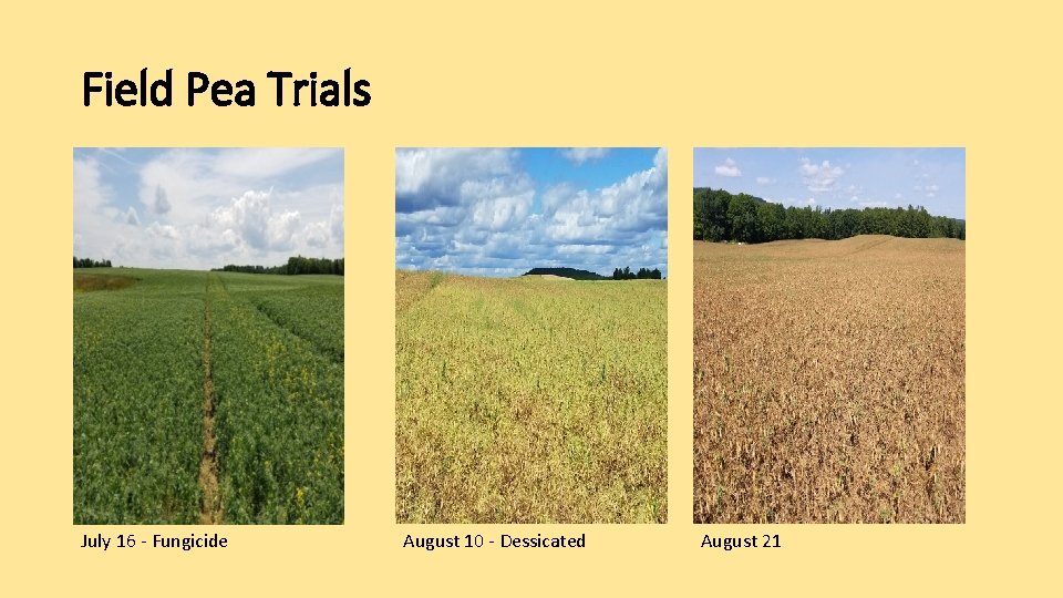 Field Pea Trials July 16 - Fungicide August 10 - Dessicated August 21 