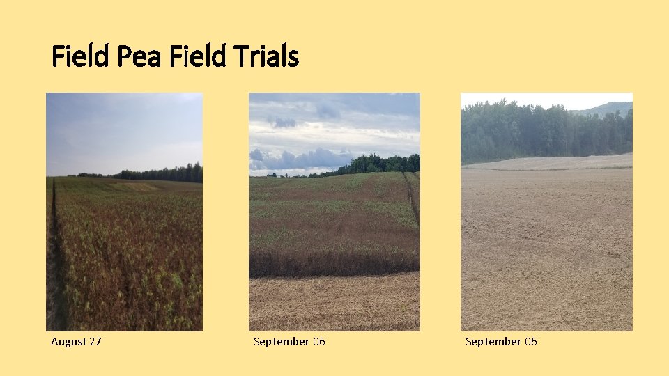 Field Pea Field Trials August 27 September 06 