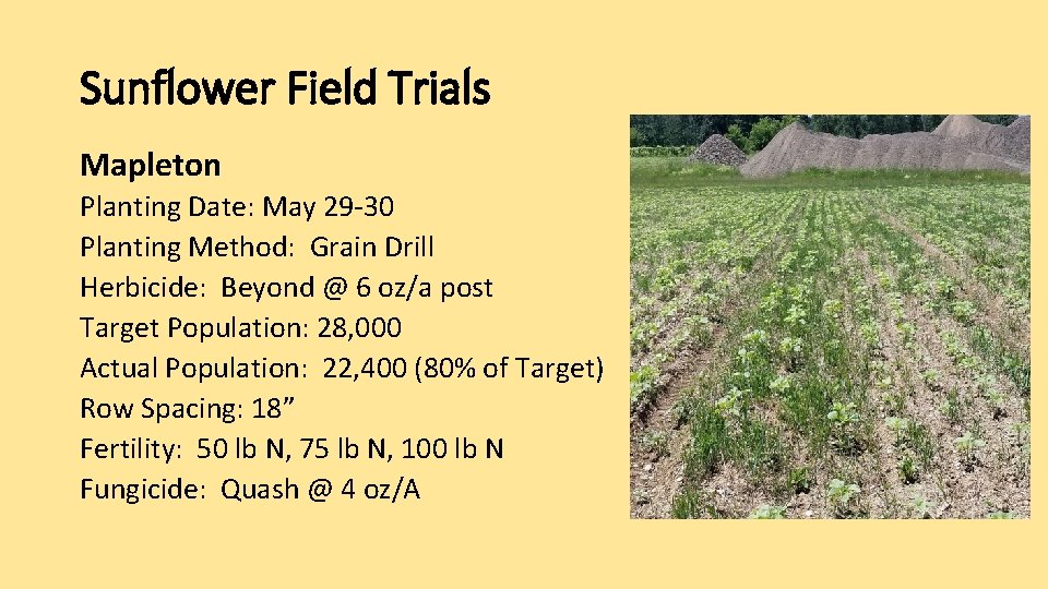 Sunflower Field Trials Mapleton Planting Date: May 29 -30 Planting Method: Grain Drill Herbicide:
