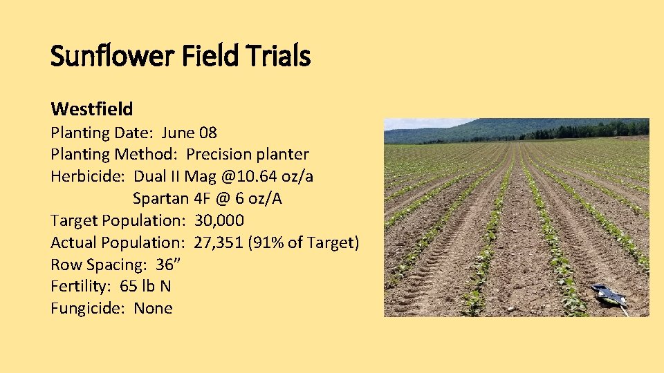 Sunflower Field Trials Westfield Planting Date: June 08 Planting Method: Precision planter Herbicide: Dual