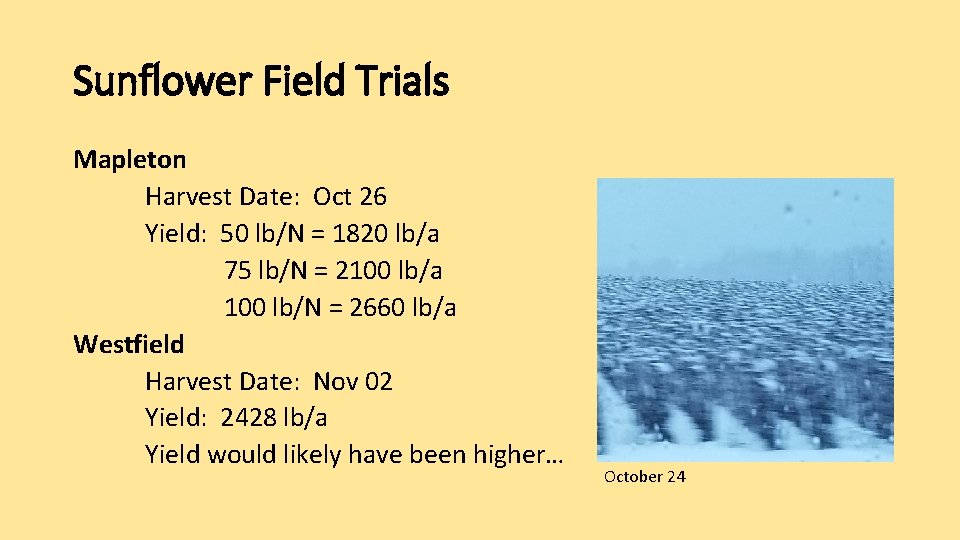 Sunflower Field Trials Mapleton Harvest Date: Oct 26 Yield: 50 lb/N = 1820 lb/a
