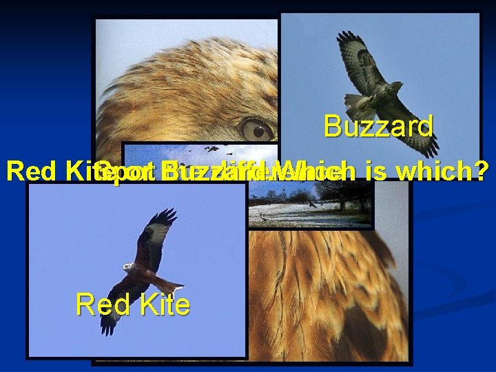 Buzzard Red Kite Spot or Buzzard. Which the difference is which? Red Kite 