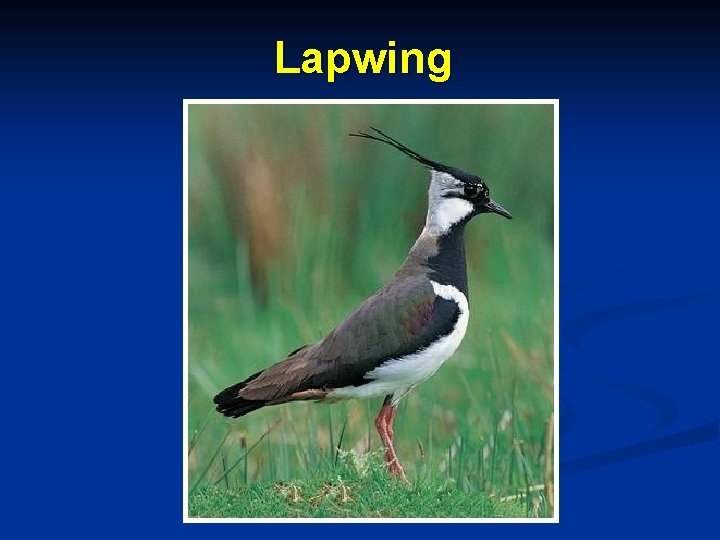 Lapwing 