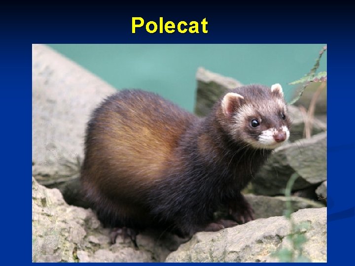 Polecat 