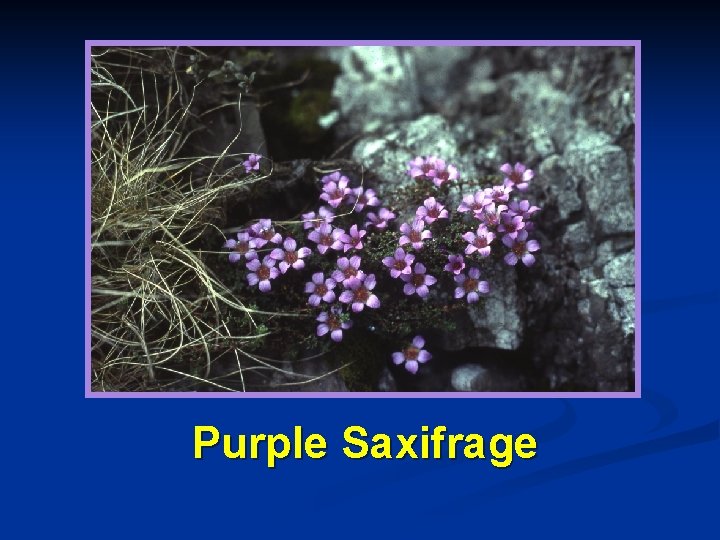 Purple Saxifrage 