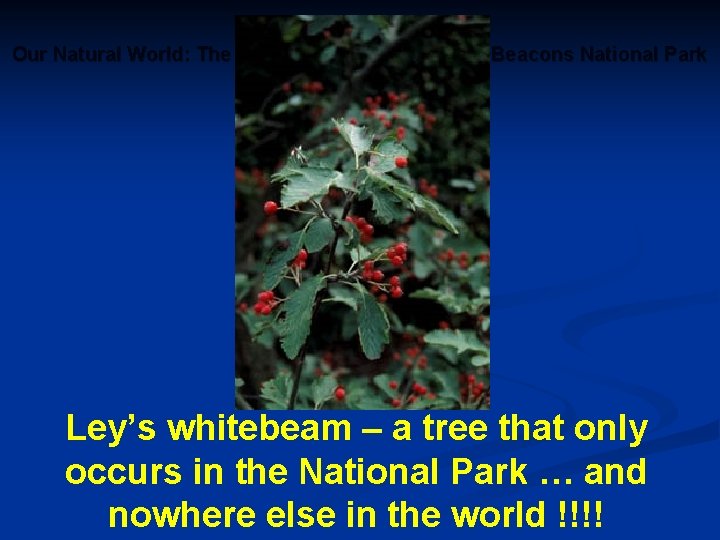 Our Natural World: The Biodiversity of the Brecon Beacons National Park Ley’s whitebeam –