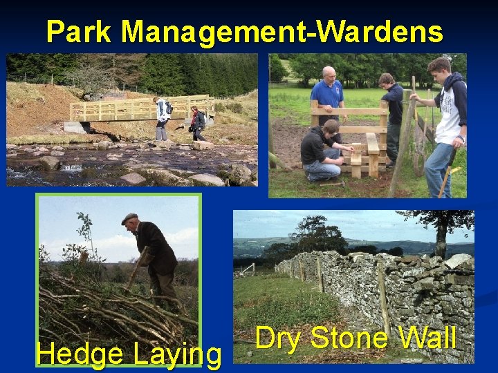 Park Management-Wardens Hedge Laying Dry Stone Wall 