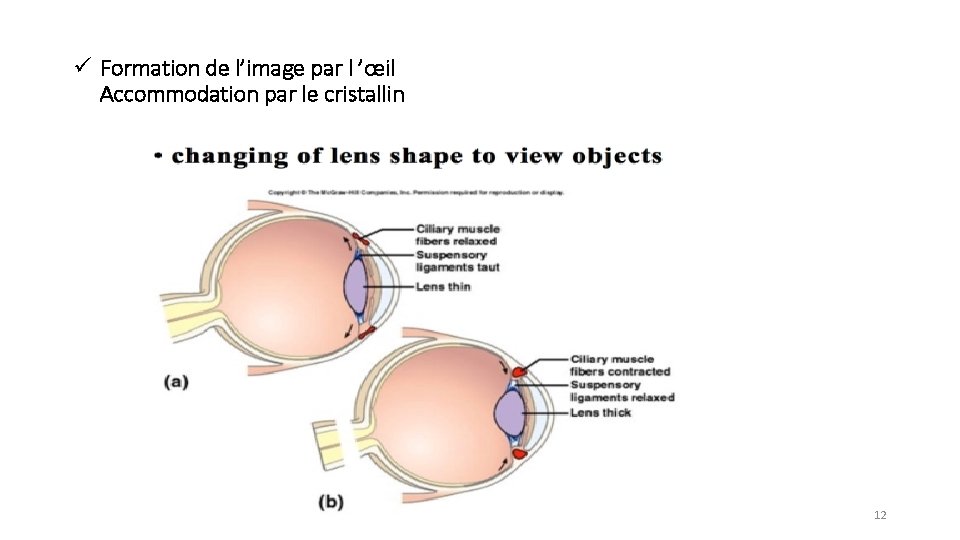 ü Formation de l’image par l ’œil Accommodation par le cristallin 12 