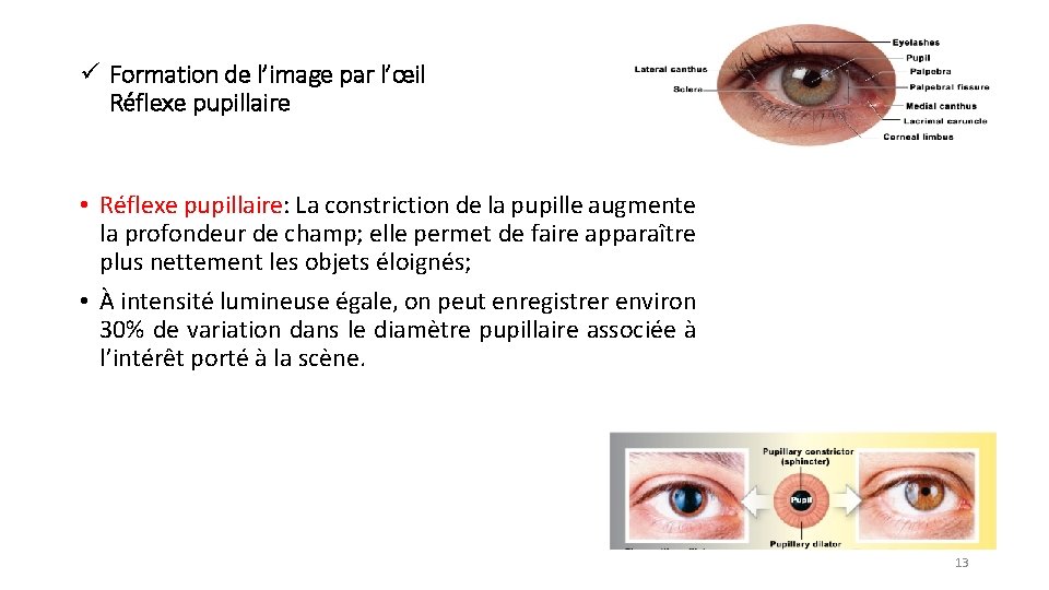 ü Formation de l’image par l’œil Réflexe pupillaire • Réflexe pupillaire: La constriction de