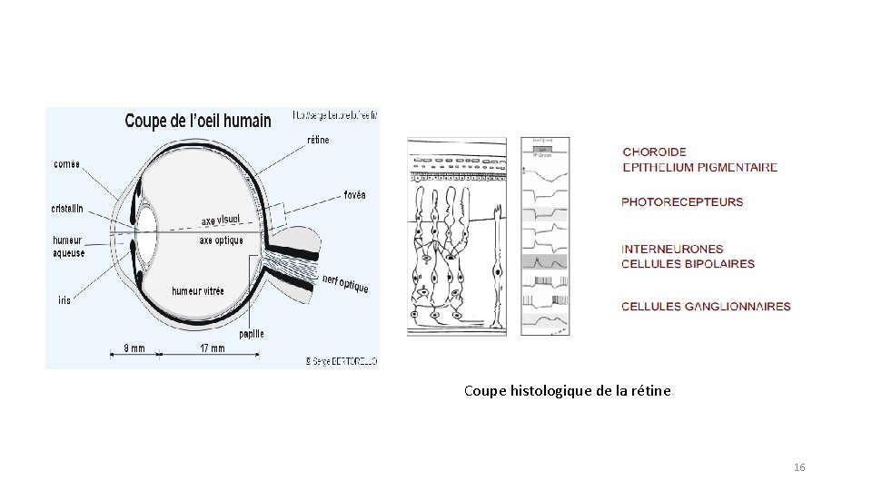 Coupe histologique de la rétine 16 