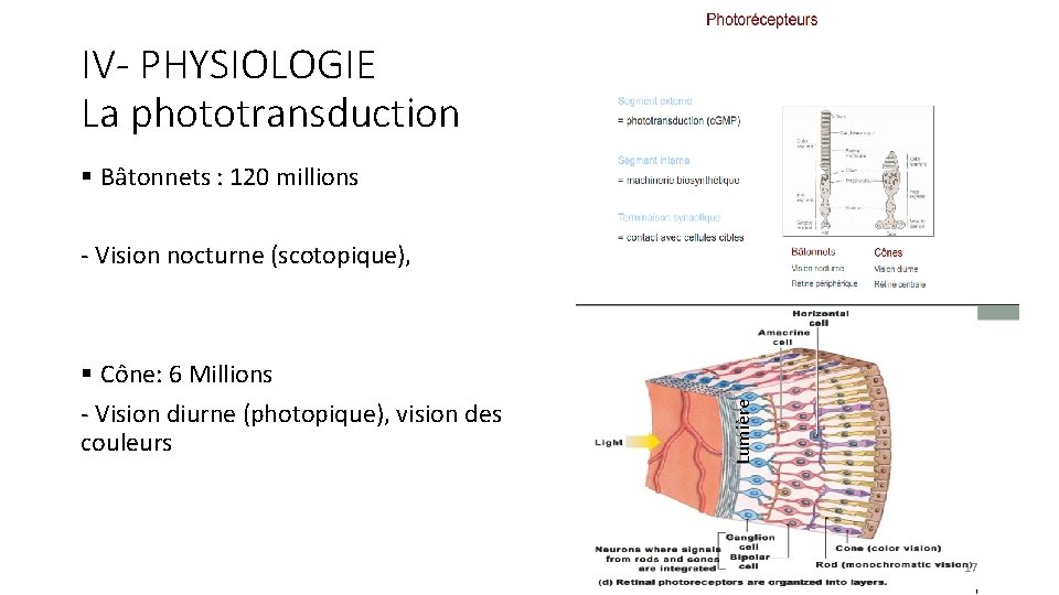 IV- PHYSIOLOGIE La phototransduction § Bâtonnets : 120 millions § Cône: 6 Millions -