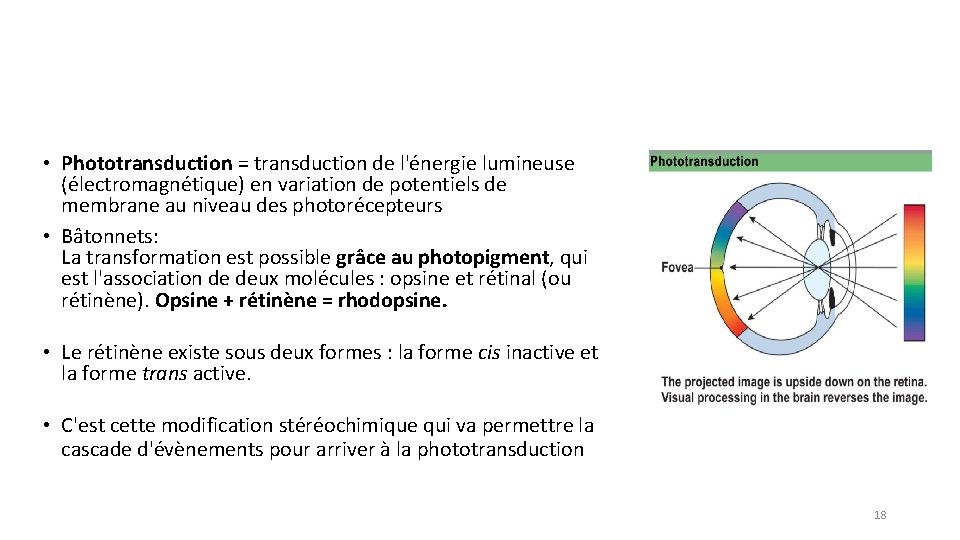  • Phototransduction = transduction de l'énergie lumineuse (électromagnétique) en variation de potentiels de