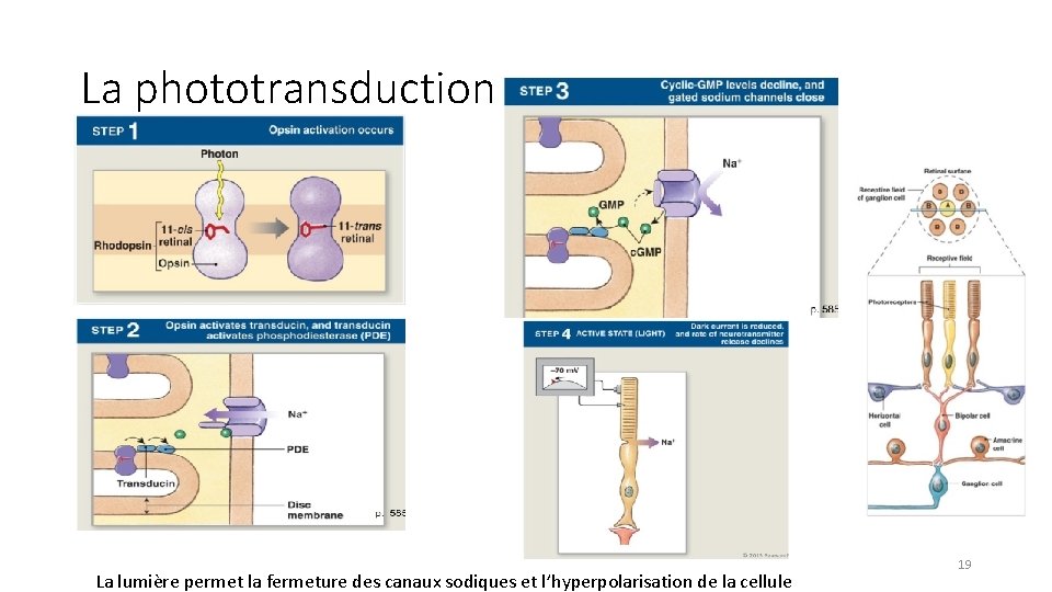 La phototransduction La lumière permet la fermeture des canaux sodiques et l’hyperpolarisation de la