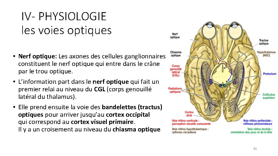 IV- PHYSIOLOGIE les voies optiques • Nerf optique: Les axones des cellules ganglionnaires constituent