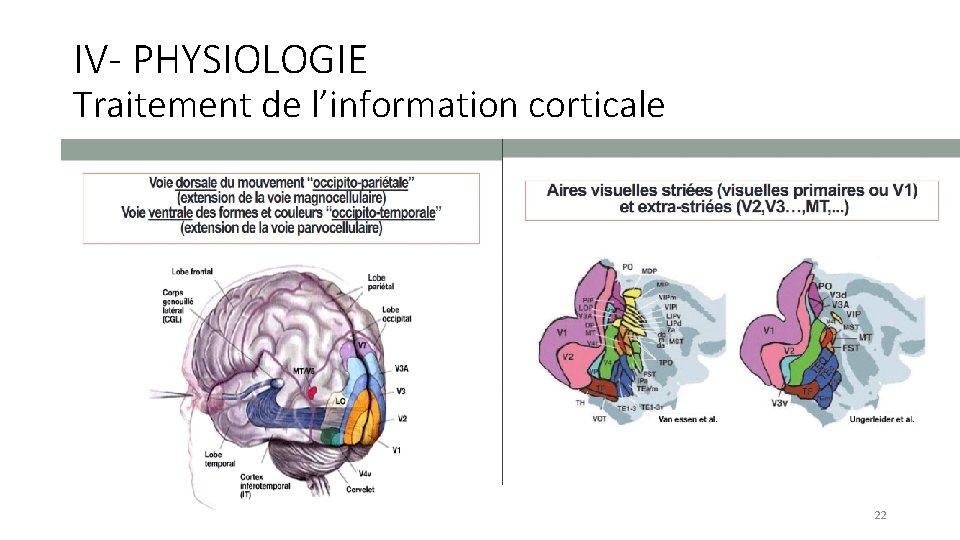 IV- PHYSIOLOGIE Traitement de l’information corticale 22 