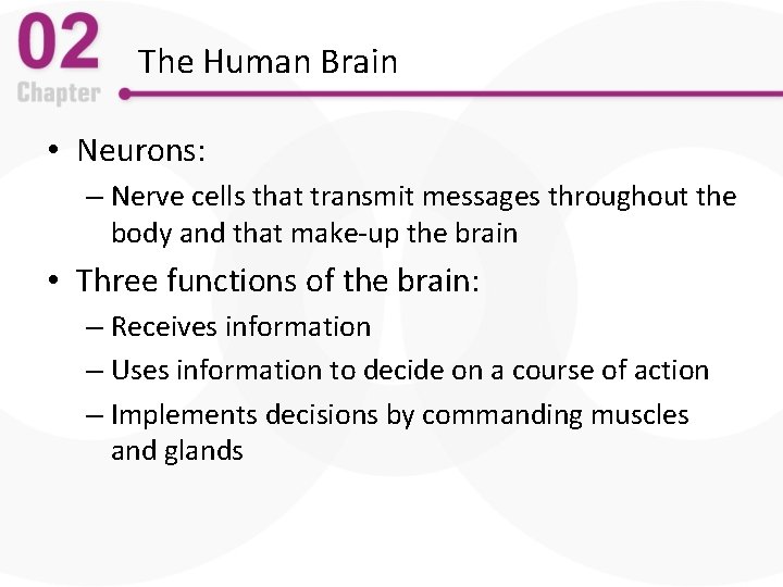 The Human Brain • Neurons: – Nerve cells that transmit messages throughout the body
