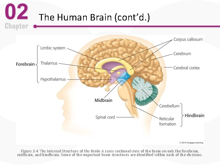 The Human Brain (cont’d. ) Figure 2 -4 The Internal Structure of the Brain