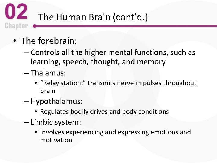 The Human Brain (cont’d. ) • The forebrain: – Controls all the higher mental