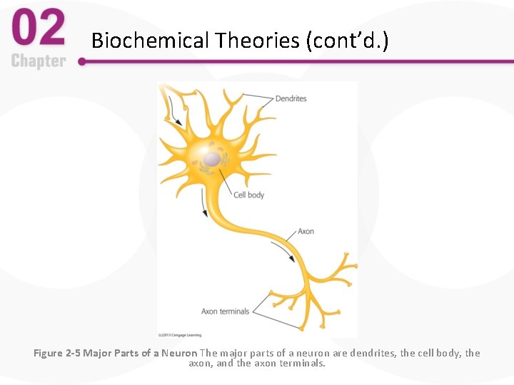 Biochemical Theories (cont’d. ) Figure 2 -5 Major Parts of a Neuron The major