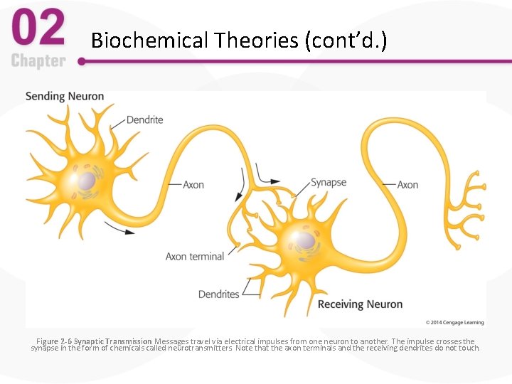 Biochemical Theories (cont’d. ) Figure 2 -6 Synaptic Transmission Messages travel via electrical impulses