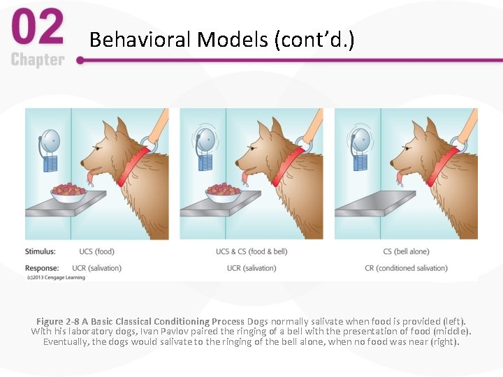 Behavioral Models (cont’d. ) Figure 2 -8 A Basic Classical Conditioning Process Dogs normally