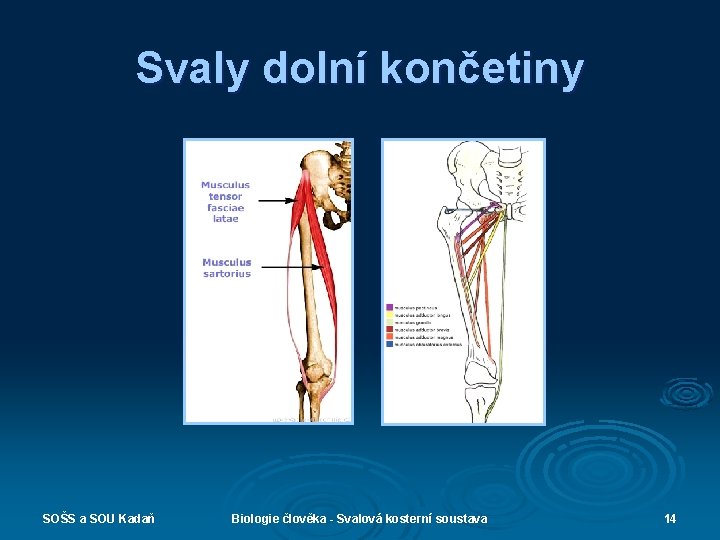 Svaly dolní končetiny SOŠS a SOU Kadaň Biologie člověka - Svalová kosterní soustava 14