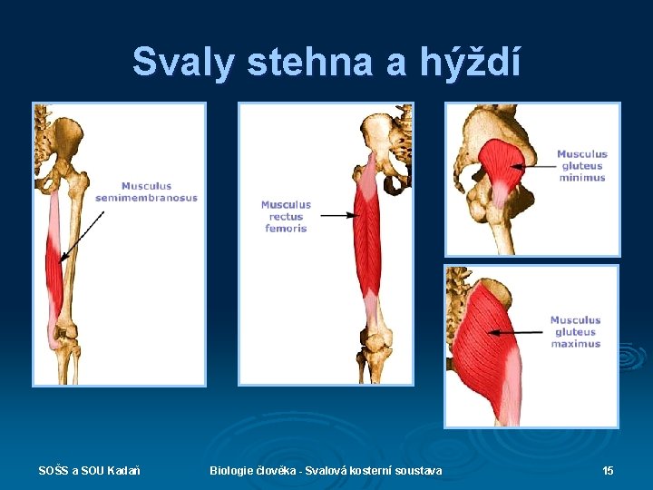 Svaly stehna a hýždí SOŠS a SOU Kadaň Biologie člověka - Svalová kosterní soustava