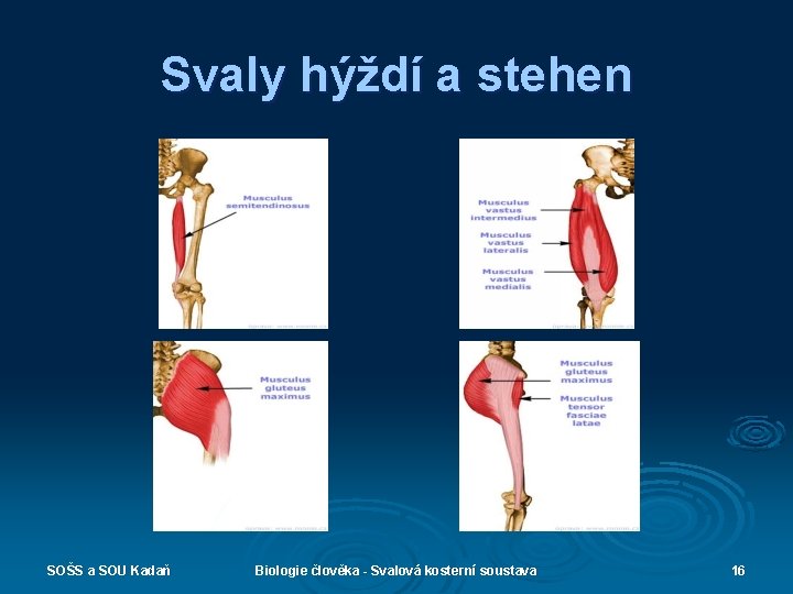 Svaly hýždí a stehen SOŠS a SOU Kadaň Biologie člověka - Svalová kosterní soustava