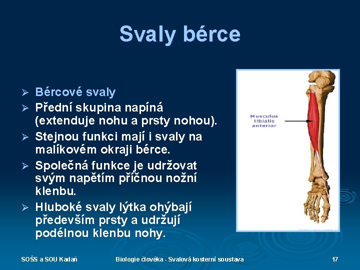 Svaly bérce Ø Ø Ø Bércové svaly Přední skupina napíná (extenduje nohu a prsty