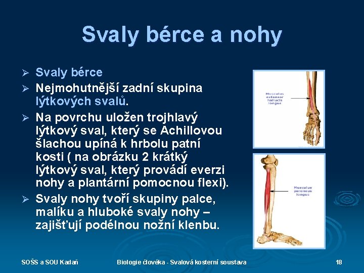 Svaly bérce a nohy Ø Ø Svaly bérce Nejmohutnější zadní skupina lýtkových svalů. Na