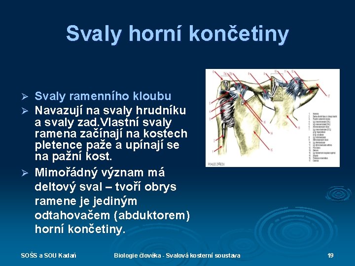 Svaly horní končetiny Svaly ramenního kloubu Navazují na svaly hrudníku a svaly zad. Vlastní