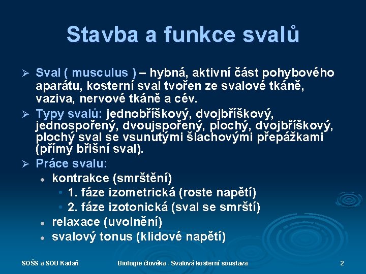 Stavba a funkce svalů Sval ( musculus ) – hybná, aktivní část pohybového aparátu,