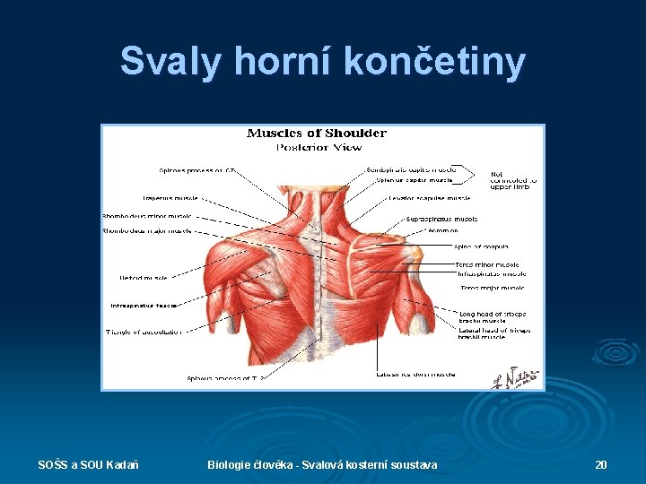 Svaly horní končetiny SOŠS a SOU Kadaň Biologie člověka - Svalová kosterní soustava 20