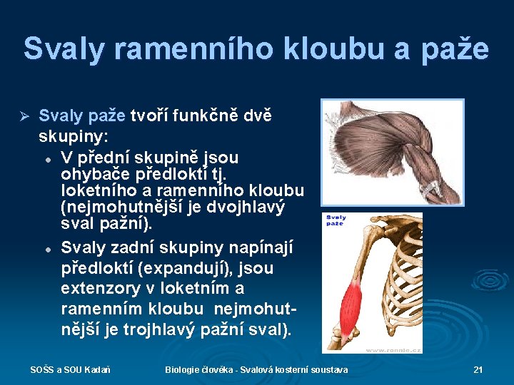 Svaly ramenního kloubu a paže Ø Svaly paže tvoří funkčně dvě skupiny: l V