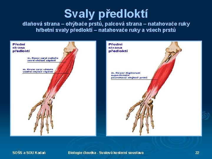 Svaly předloktí dlaňová strana – ohýbače prstů, palcová strana – natahovače ruky hřbetní svaly