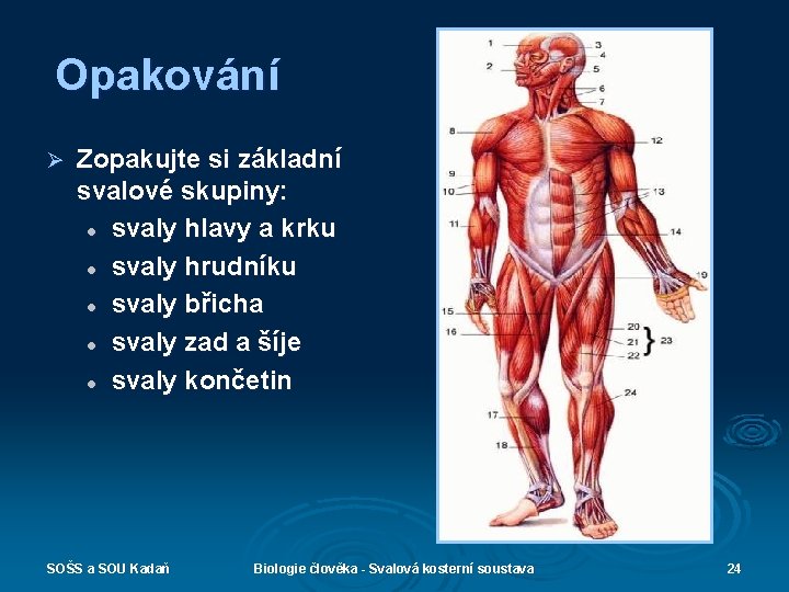 Opakování Ø Zopakujte si základní svalové skupiny: l svaly hlavy a krku l svaly