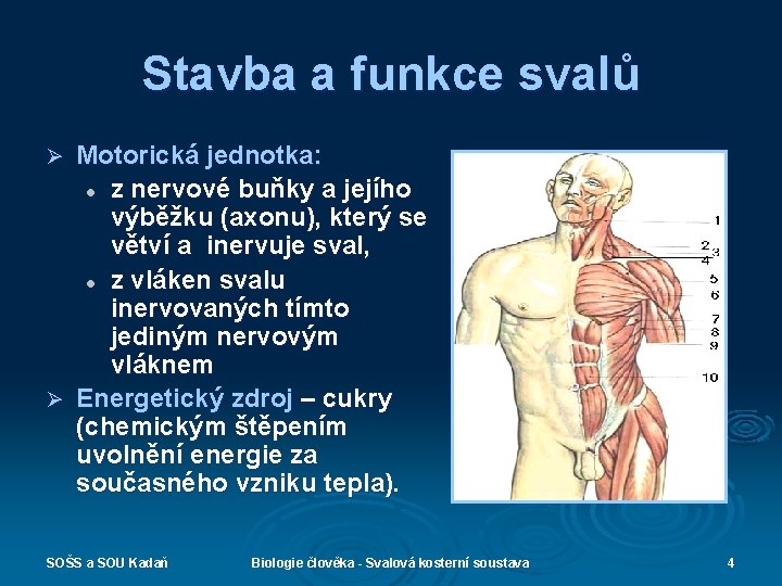 Stavba a funkce svalů Motorická jednotka: l z nervové buňky a jejího výběžku (axonu),