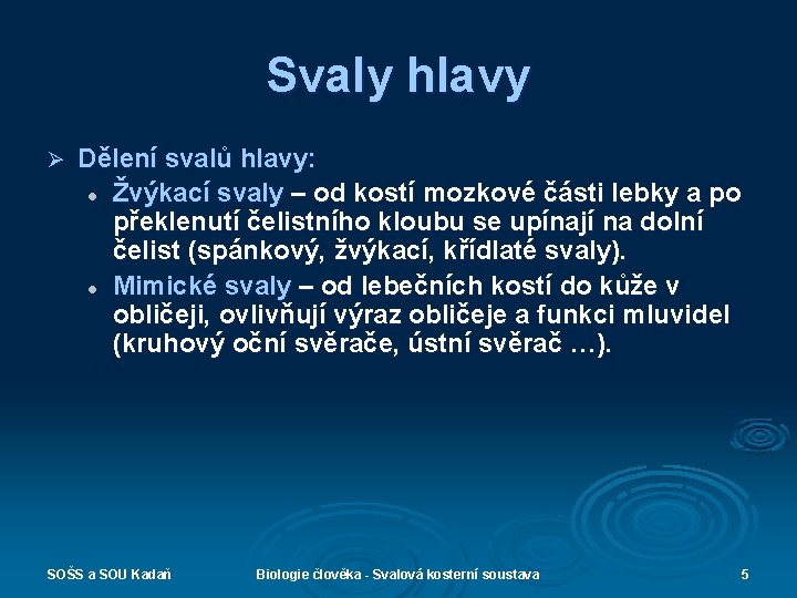 Svaly hlavy Ø Dělení svalů hlavy: l Žvýkací svaly – od kostí mozkové části