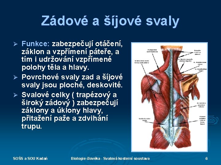 Zádové a šíjové svaly Funkce: zabezpečují otáčení, záklon a vzpřímení páteře, a tím i