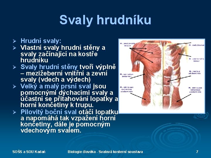 Svaly hrudníku Hrudní svaly: Vlastní svaly hrudní stěny a svaly začínající na kostře hrudníku