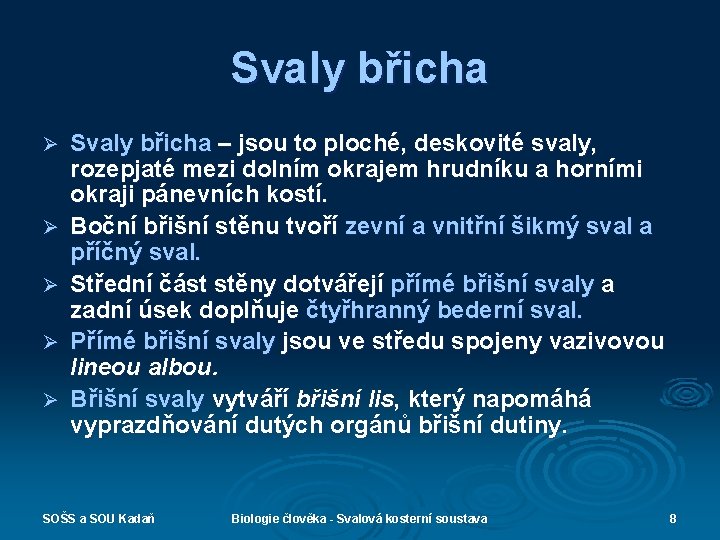 Svaly břicha Ø Ø Ø Svaly břicha – jsou to ploché, deskovité svaly, rozepjaté