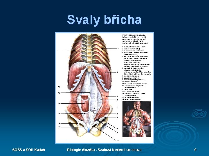 Svaly břicha SOŠS a SOU Kadaň Biologie člověka - Svalová kosterní soustava 9 