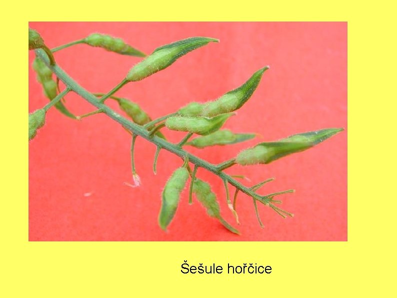 Šešule hořčice 