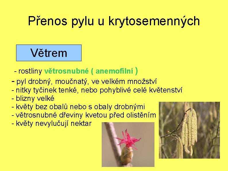 Přenos pylu u krytosemenných Větrem - rostliny větrosnubné ( anemofilní ) - pyl drobný,