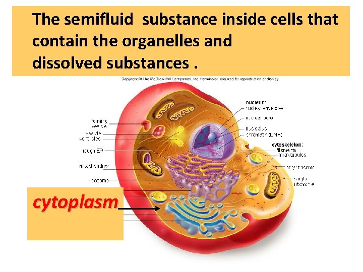 The semifluid substance inside cells that contain the organelles and dissolved substances. cytoplasm 