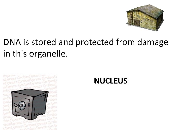 DNA is stored and protected from damage in this organelle. NUCLEUS 